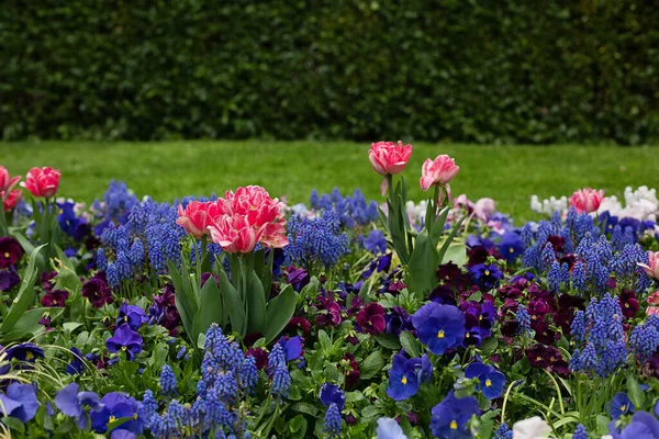 Spring Flowers Flowerbed Garden Sun Flowers Composition — Stock Photo, Image