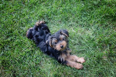 Yorkshire Teriyeri 'nin küçük tüylü köpeği yeşil çimlerde oynuyor..