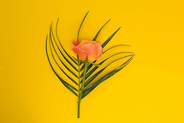 Rosa Naranja Brillante Con Una Hoja Palma Sobre Fondo Amarillo — Foto de Stock