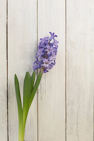 Jacinto Púrpura Sobre Fondo Vertical Madera Blanca Composición Flores Enfoque —  Fotos de Stock