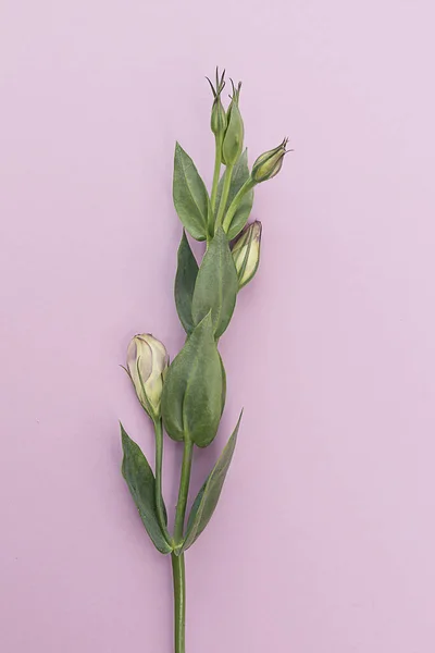 Una Rama Eustoma Primer Plano Sobre Fondo Rosa Vertical Composición — Foto de Stock