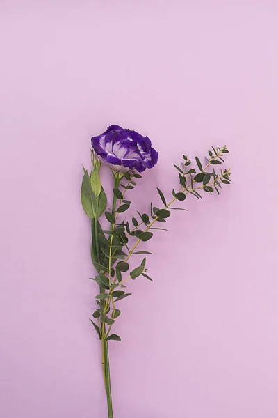 Flor Eustoma Púrpura Hojas Verdes Sobre Fondo Vertical Rosado Concepto — Foto de Stock
