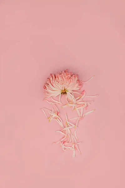 Destripó Crisantemo Roto Sobre Fondo Rosa Concepto Minimalista Para Maqueta — Foto de Stock