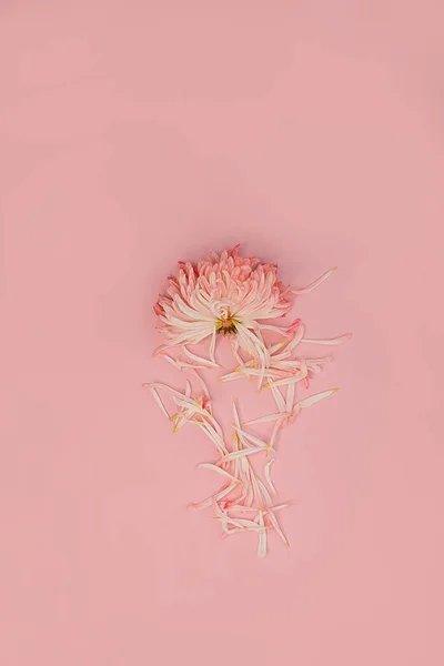 Crisântemo Quebrado Eviscerado Fundo Rosa Conceito Minimalista Para Seu Mockup — Fotografia de Stock