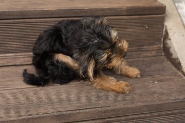Küçük Yorkshire Terrier köpeği kaşınıyor. Seçici odak