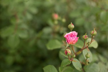 Tomurcuklu pembe bahçe gülü bulanık yeşil yatay arkaplanı kapatıyor. Düzen, kopyalama alanı. Seçici odak.