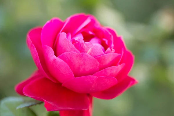 Rosa Jardim Rosa Sobre Fundo Verde Desfocado Com Destaques Bokeh — Fotografia de Stock