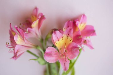 Pembe yatay arka planda pembe alstroemeria. Çiçek kompozisyonu. Seçici odaklanma. Model ve projenin konsepti. Düzen, kopyalama alanı.