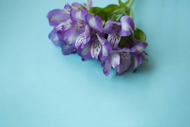 Yeşil yatay arka planda leylak alstroemerisi. Çiçek kompozisyonu. Seçici odaklanma. Model ve projenin konsepti. Düzen, kopyalama alanı.