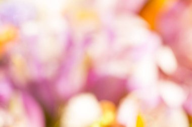 Bulanık arkaplan leylağı, sarı renkli Violet ve maketin ve projen için bokeh. Düzen, kopyalama alanı.