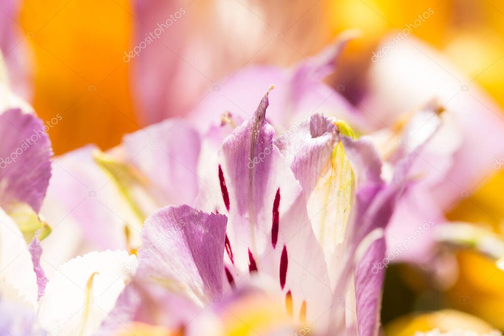 Alstroemeria petal close-up macro on a blurred background for your mockup and project. Layout, copy space.