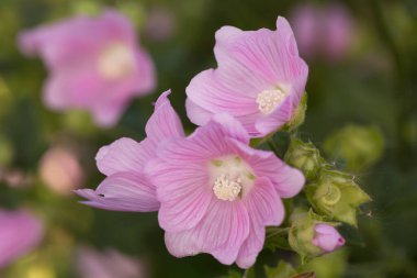 Yeşil bulanık bir arka planda marshmallow çiçeği. Seçici odak