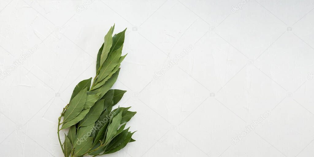 Bay leaf on a white textured white background close up. Layout, flat lay, copy space, top view. Banner