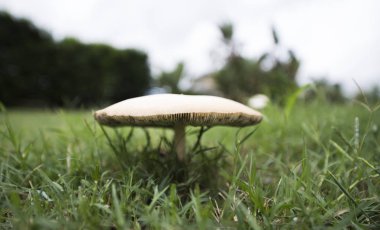 Tek mantar çim alan karşı ayarlayın.