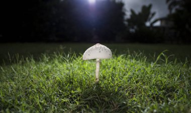 Tek mantar çim alan karşı ayarlayın.