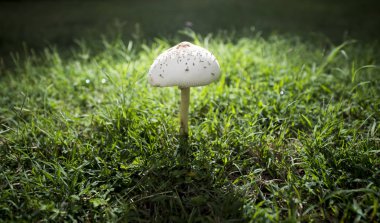 Tek mantar çim alan karşı ayarlayın.