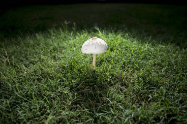 Tek mantar çim alan karşı ayarlayın.