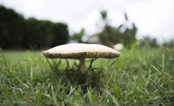 Tek mantar çim alan karşı ayarlayın.