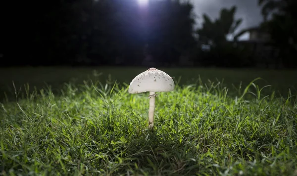 Tek mantar çim alan karşı ayarlayın.