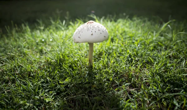 Tek mantar çim alan karşı ayarlayın.