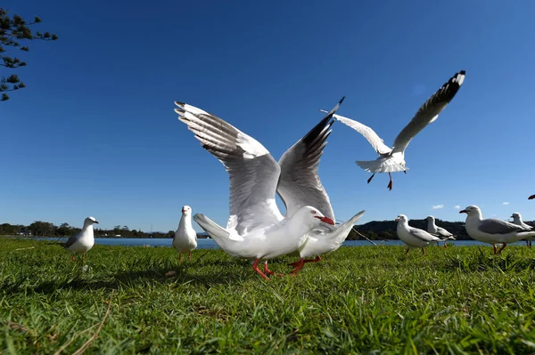 Bir mavi gökyüzü ve yeşil çim karşı uçan martılar