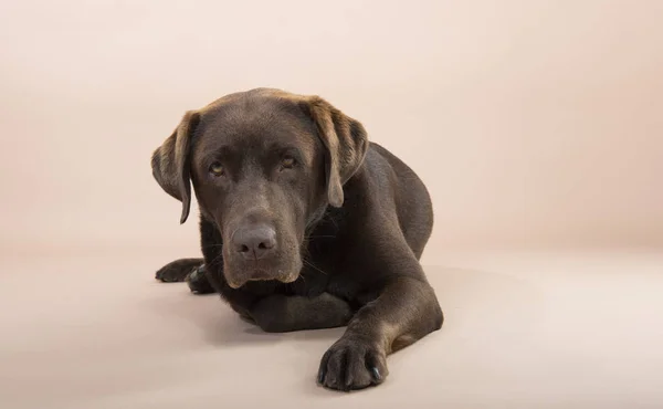 Choklad Labrador Sitter Och Tittar Ledsen — Stockfoto