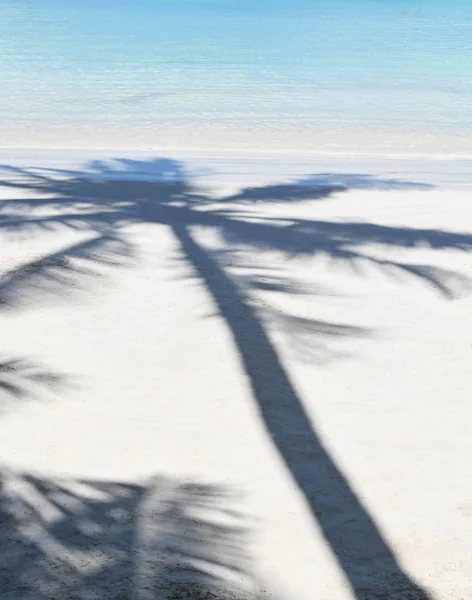 Palm tree shadow on a tropical beach.