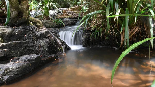 Ormanda bir şelale uzun pozlama.