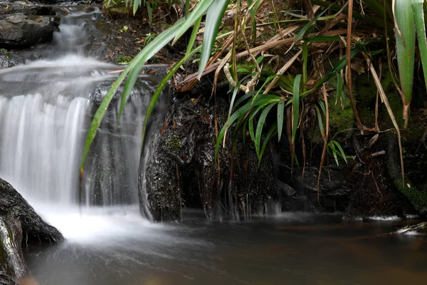 Ormanda bir şelale uzun pozlama.