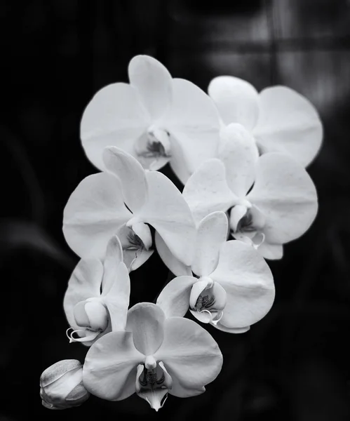 Orkide Siyah Beyaz — Stok fotoğraf