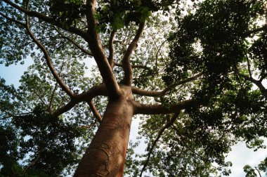 Kırmızı madrone ağacı, Oaxaca Meksika panoramik