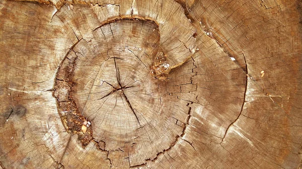 Secţiunea Vechiului Mare Copac Crack Ring — Fotografie, imagine de stoc