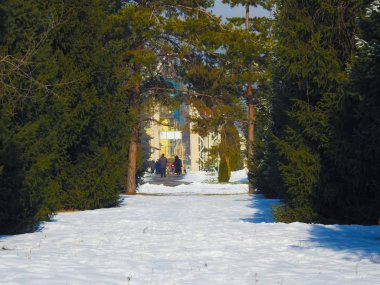 Yeşil çam ağacı, beyaz kar, içinde uzun planı. Şehir Parkı
