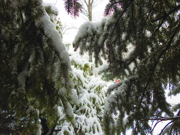 の大計画緑のモミの木に白い雪 — ストック写真