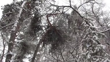 kar eğrileri çam, kar yağışı portre