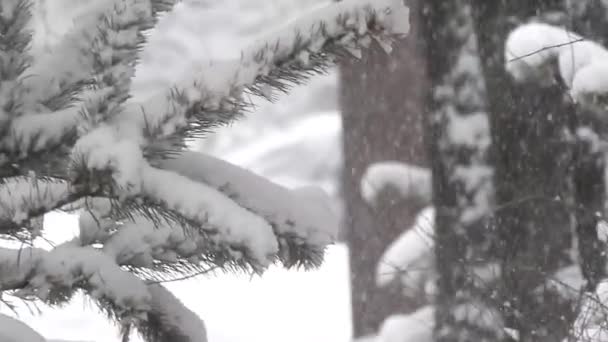 Petits arbres dans un parc de la ville dans la neige, enlèvement — Video