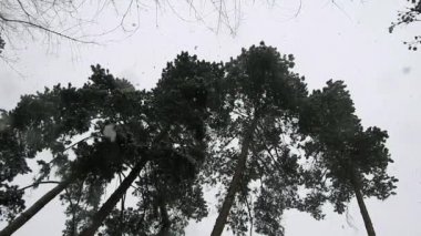 kar çam, yukarıdan kar yağışı