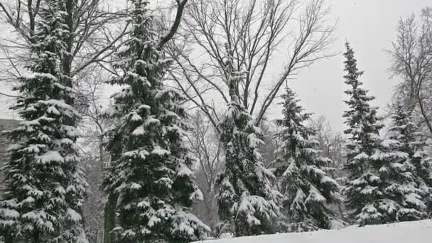 Снежная ель, снегопад, рождественский вид — стоковое видео