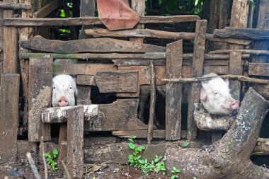 İki domuz Afrika ahşap kalem