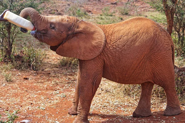 Kleiner Elefant Trinkt Aus Flasche Kenia — Stockfoto