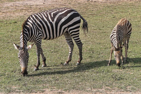 Bambino Zebra Pascolo Con Madre Africa Pianure — Foto Stock