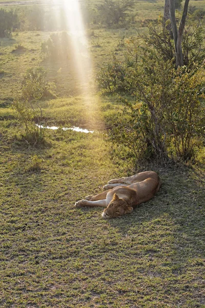 Львица Спит Тени Кенийского Сафари — стоковое фото