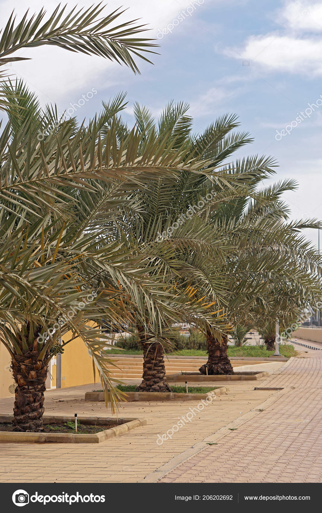 Row Palm Trees Kuwait City ⬇ Stock Photo, Image by © Bradatata 206202692
