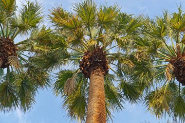 Arecaceae tropikal palmiye dalları görünümü