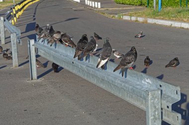 Güvercin kuşları yol kenarında güneşleniyor.