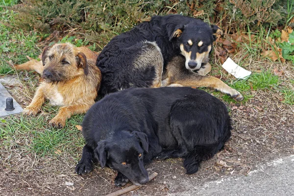 Tres Perros Callejeros Tirados Césped Parque — Foto de Stock