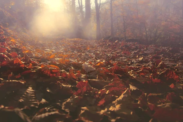 Mattina Luce Del Sole Foglie Autunnali Sentiero Forestale — Foto Stock