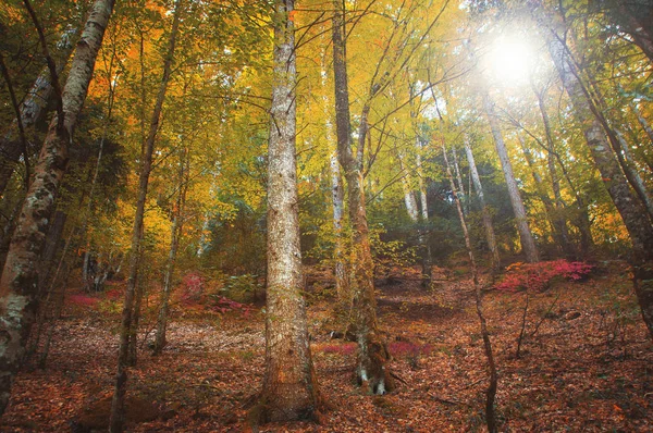 Tronchi Albero Pittoreschi Una Foresta Temperata Sogno Nel Monte Olimpo — Foto Stock