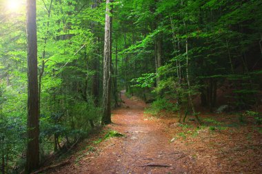 Sonbahar ormanda renkli: mitolojik Olimpos Dağı - Yunanistan