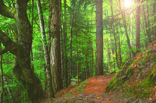 Olimpos - Yunanistan bir rüya gibi ılıman orman pitoresk ağaç gövdeleri 